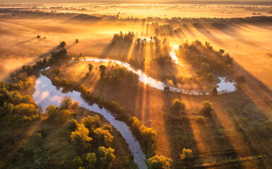 Fototapeta premium Winding river in golden fog with sunbeams during sunrise in countryside. Aerial drone view of autumn landscape with trees, sun flare, mist, field, water reflection and morning golden light. Top view