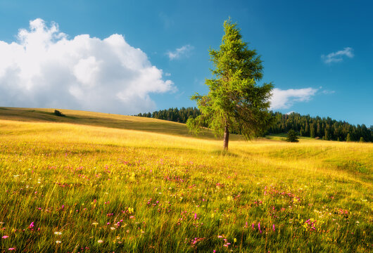 Single green larch tree on blooming wildflower meadow hill in Slovenia. Alpine summer landscape with yellow grass field, pink flowers, forest slope, blue sky and clouds in countryside
