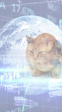 Animation of financial data processing and globe over cat
