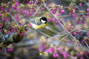 Great tit perched among pink spring blossoms © manfredxy