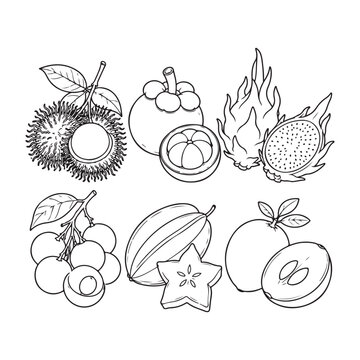 Tropical Exotic Fruit Line Art Collection, Rambutan, Mangosteen, Dragon Fruit, Longan, Starfruit and Sapodilla.