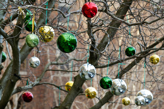 Colorful baubles hanging from tree branches along street in Dublin city. Outdoor exterior ornaments or decorations for Christmas Holiday season. Ireland