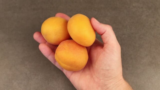 Holding four ripe apricots in hands