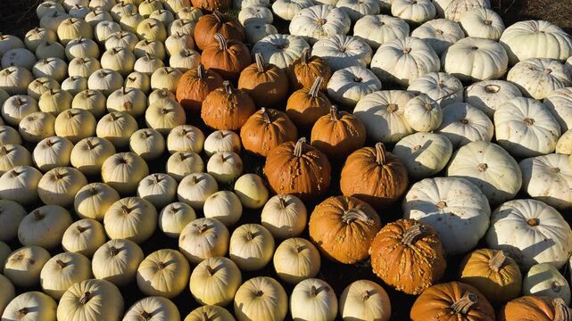 colorful fall pumpkin patch at farm