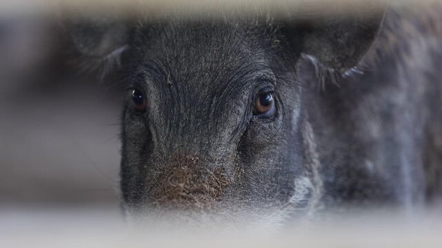 Black and White Wild Boar Roaming in Sunlit Natural Habitat Surrounded by Grass and Forest Wildlife