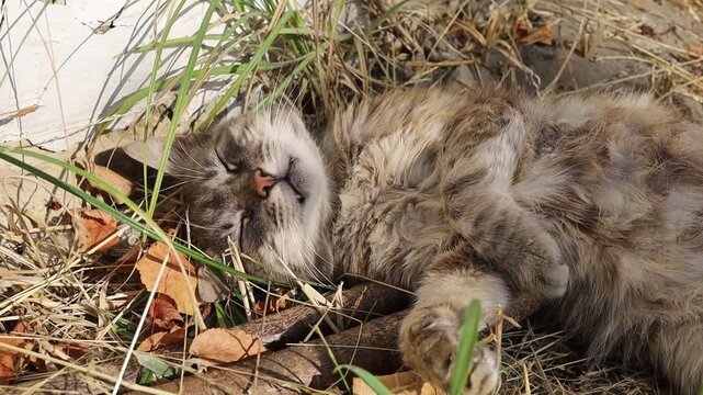 Cat sleeps among grass and leaves in the garden