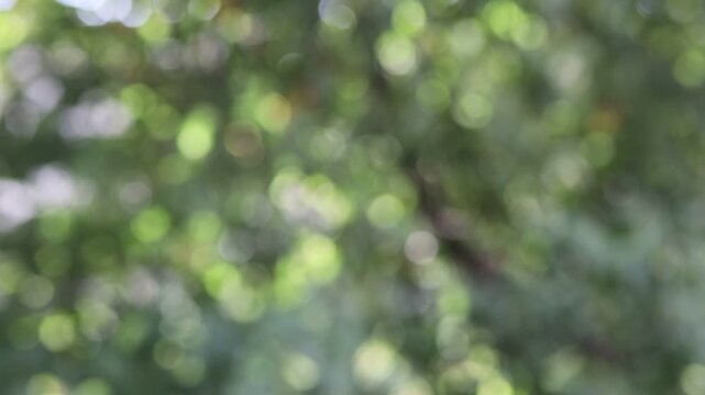 Nature scene with blurred trees and greenery