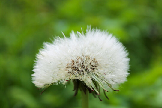 A dandelion seed head photographed from the side, standing upright in the frame, its delicate white seeds ready to be carried away by the next gust of wind