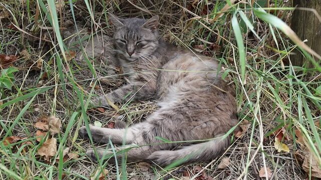 Wild cat rests in tall grass during afternoon