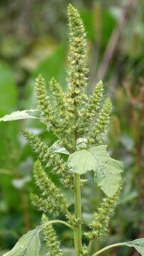 In nature, redroot pigweed (Amaranthus retroflexus) grows as a weed