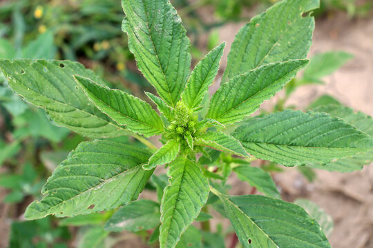 In nature, redroot pigweed (Amaranthus retroflexus) grows as a weed