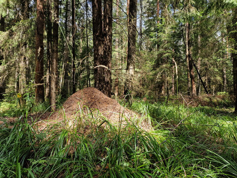 Huge anthill in a pine forest. Huge anthill in pine forest,