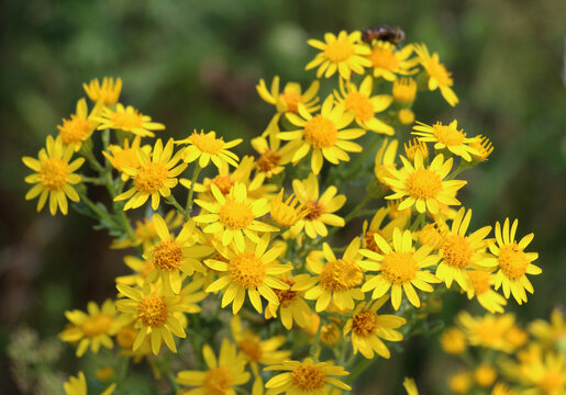 The plant common ragwort (Jacobaea vulgaris) grows in the wild
