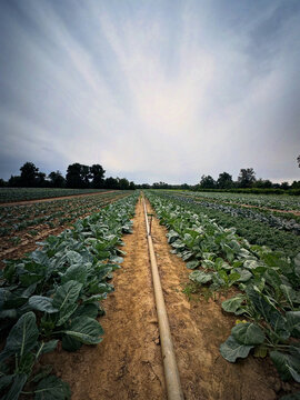 Crop of Collard Greens