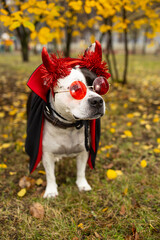 Funny american staffordshire terrier dog in halloween devil costume with red horns and sunglasses standing in autumn park. © Светлана Высокос