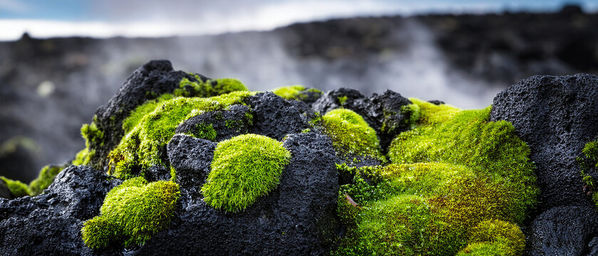Vibrant green moss on black volcanic rocks with geothermal steam in background