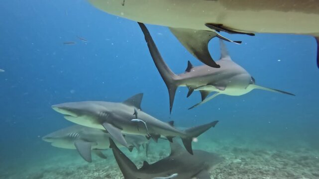 Multiple bull sharks and grey reef sharks are swimming together in clear blue ocean water, exploring the vibrant underwater world of the famous Rainbow Reef