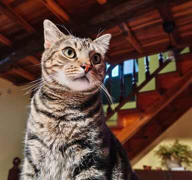 Retrato de un gato atigrado mirando hacia arriba