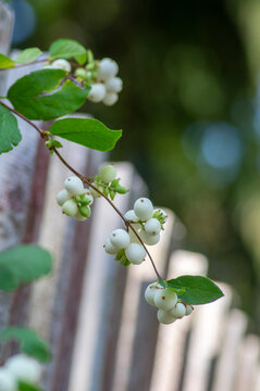 Detail of snow berries white on Symphoricarpos albus branches, beautiful ornamental ripened autumnal white fruits