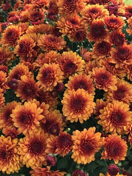 Orange Mums