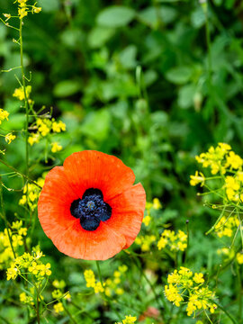 red poppy and yellow flowers in wet green grass