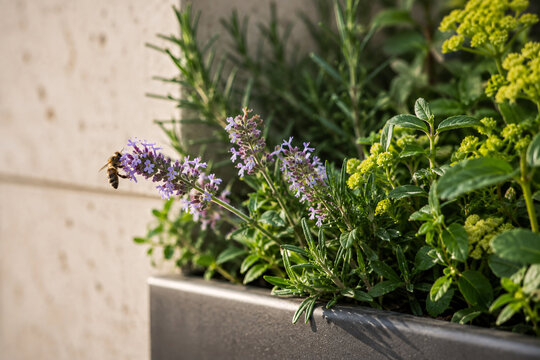 Urban Green Facade Detail With Natural Plants