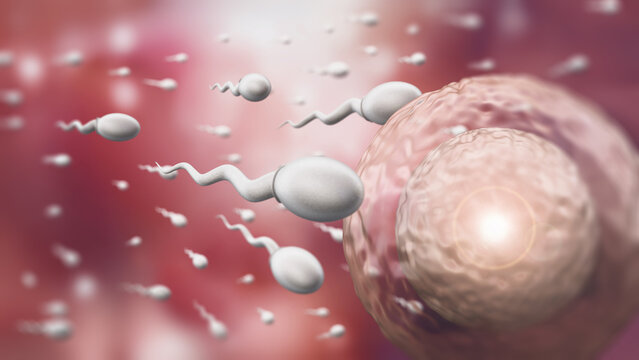 Illustration showing human reproduction system with sperms and egg. 3D illustration