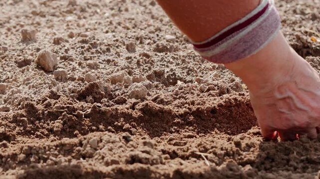 A woman's hand loosens and prepares soil before sowing in a garden. Close-up view of spring planting process, ideal for agricultural design.