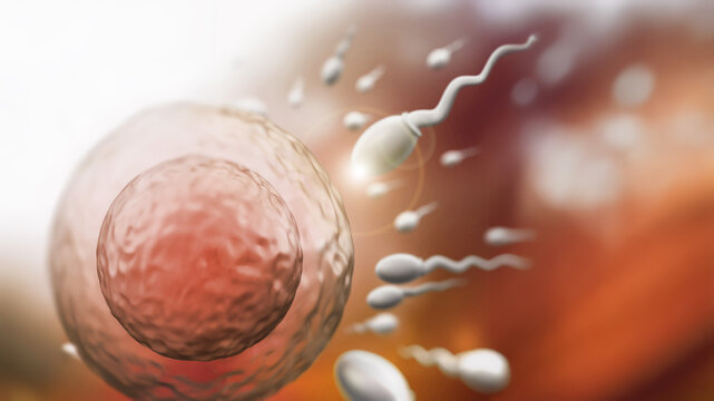 Illustration showing human reproduction system with sperms and egg. 3D illustration