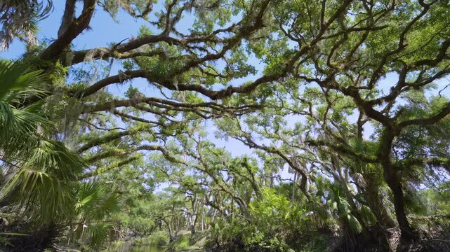Beautiful tropical nature. Spanish Moss on live oak trees in jungle rainforest with green palm trees and wild vegetation in southern Florida. Dense rainforest ecosystem