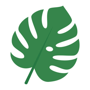 Green Monstera Leaf Tropical Vector Illustration