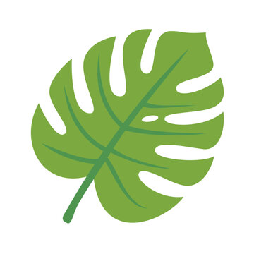 Bright Green Monstera Leaf Vector Illustration