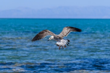 Fototapeta premium Juvenile yellow-legged gull gliding low over the deep blue sea with hazy mountains behind, Greece