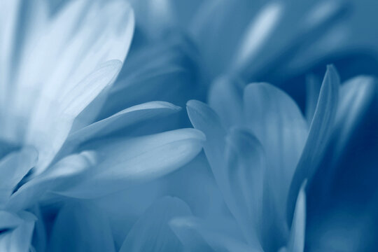 Smoke close-up selective soft focus blue gray monochrome Chamomile, chrysanthemum, aster Flower Petals. Natural art blur neutral background.