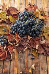 Fototapeta premium Blue grapes with dried-up vine leaves.