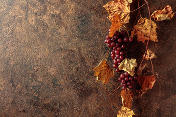 Fototapeta premium Vine with dried leaves and ripe grapes.