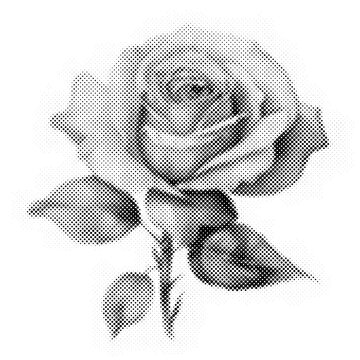 Isolated black and white rose flower illustration made with halftone dots transparent background