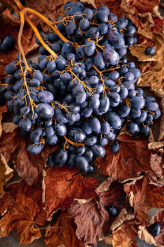 Blue grapes with dried-up vine leaves.