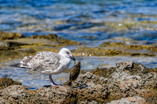 Young seagull gripping its catch on a sunlit rock with sparkling water behind, Greece