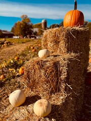 Pumpkins and Hay on Farm © Louden Cleer