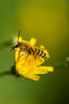 A bee collecting pollen from a flower.