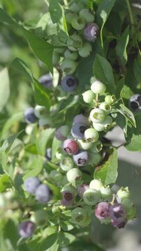 Vibrant blueberries hang on a leafy bush. Some berries display deep blue hues. Others remain pale green. Vaccinium corymbosum plant species. Ideal for food articles or farming content