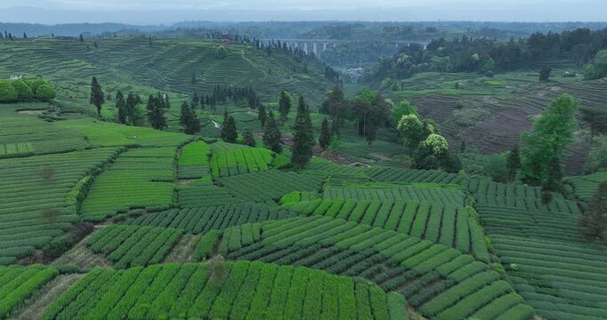 Aerial view of beautiful tea crop terrace landscape in China