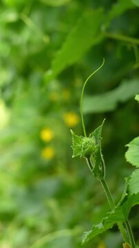 Cucumber flowers close up, cucumbers blooming with yellow flowers.