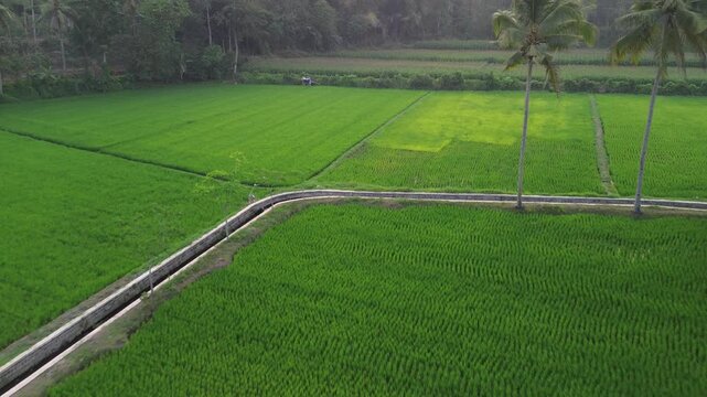 Aerial view of lush green rice fields surrounded by trees in Malang, East Java, Indonesia.