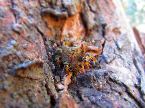 Several stingless Jata&iacute; bees in their small hive and a tree.