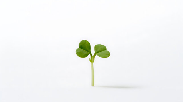 Fresh green sprout or cotyledon, Raphanus sativus seedling, isolated on clean white background representing new life and nature balance