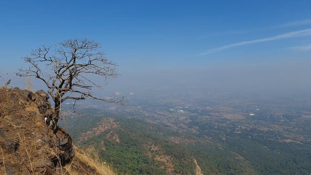 Lone tree overlooking a forested mountain valley in the Western Ghats of Maharashtra India