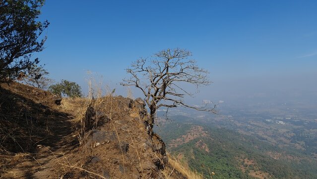 Lone tree overlooking a forested mountain valley in the Western Ghats of Maharashtra India