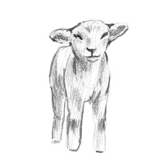 Full body pencil sketch of a cute baby lamb standing front view with floppy ears and soft wool. Great for nursery decor, farm-themed childrens cards, and organic farm branding. © Margarita